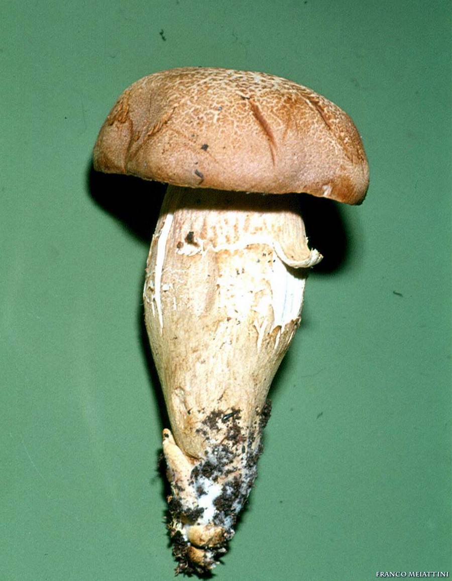 Xerocomus vari